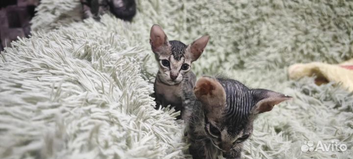 Сфинкс котята девочки