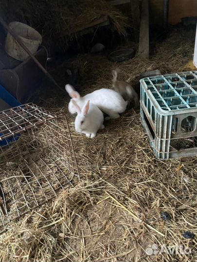 Калифорнийские кролики