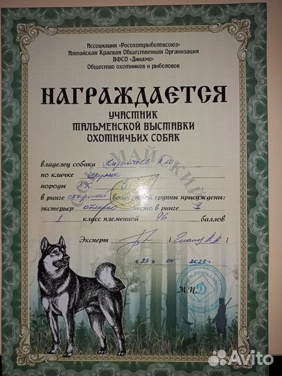 Щенки западносибирской лайки (зсл)