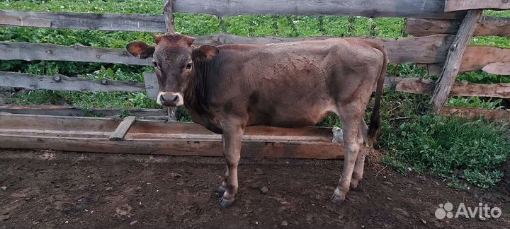 Корова, тёлочки