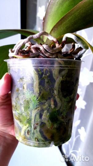 Орхидея фаленопсис Little Gem Stripes