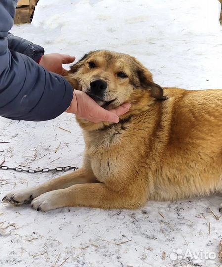 Собака в добрые руки