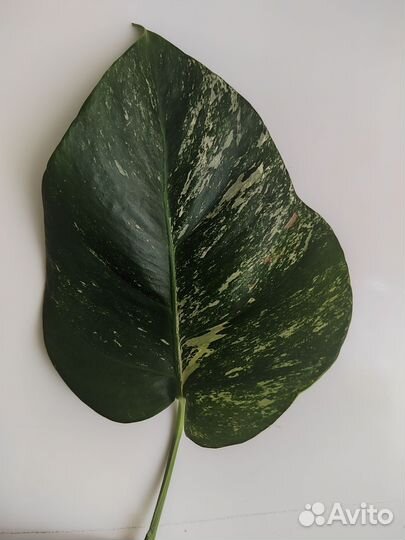 Монстера вариегатная