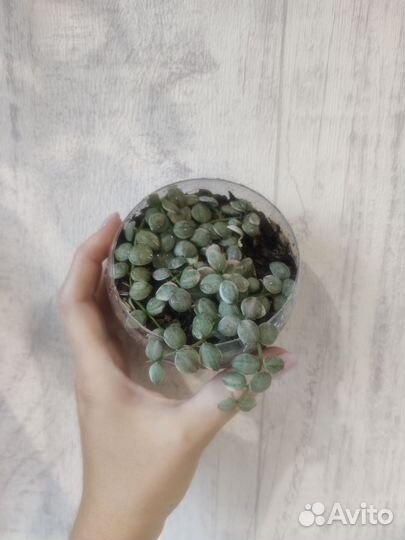 Дисхидии разные