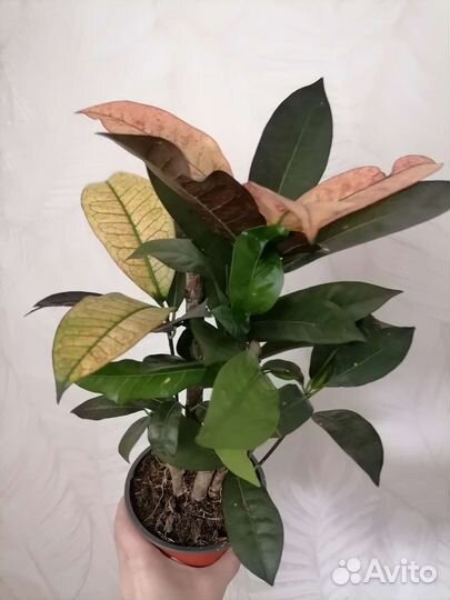 Кодиеум кротон Миссис Айстон