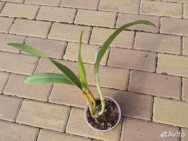 Каттлея Cattleya Walter Wolf, Franch Fox