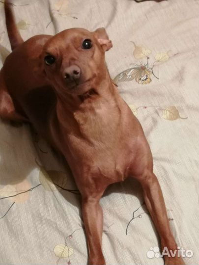 Вязка цвергпинчер