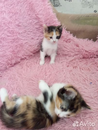 Котята
