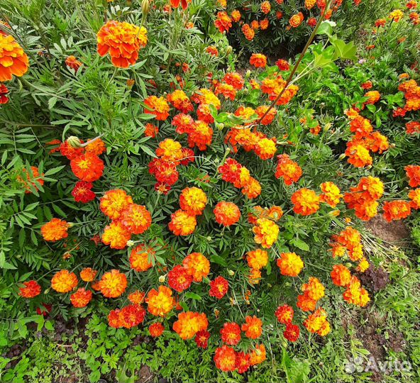 Бархотки семена