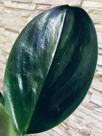 Сциндапсус Треби Дарк форм