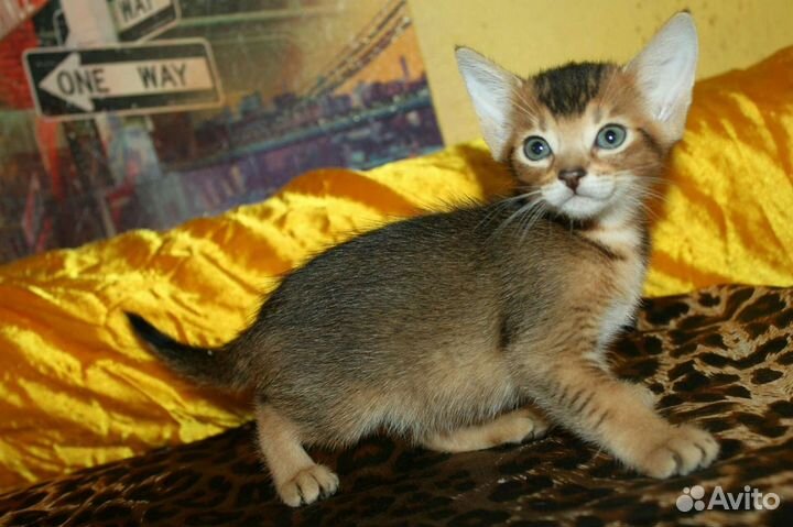 Абиссинский кот + бенгалка, ориенталка