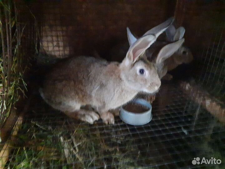 Кролики породы великан