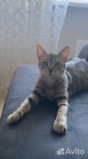 Кошка