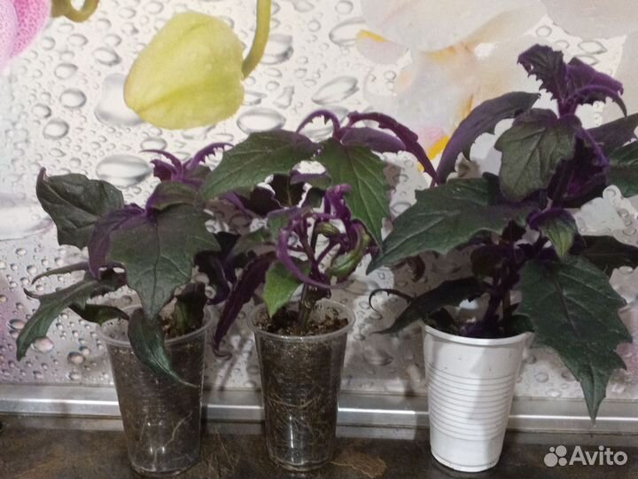 Комнатные растения и цветы