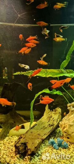 Меченосец.Цена указана 1 за шт