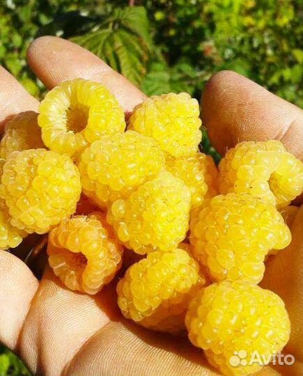 Малина желтый гигант