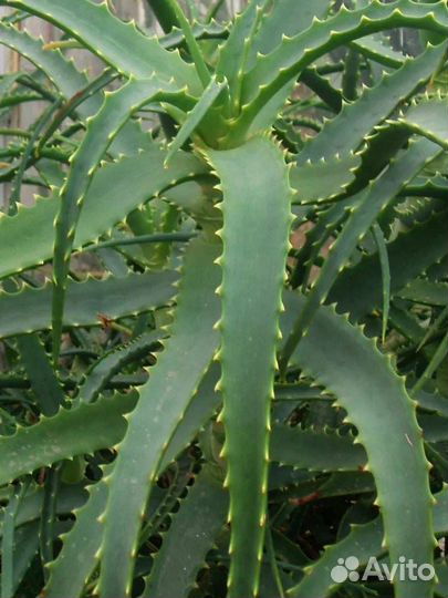 Алоэ лечебный