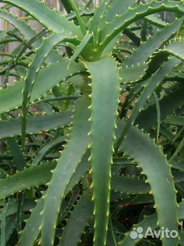 Алоэ лечебный