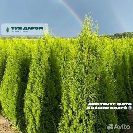 Туя смарагд 160 см
