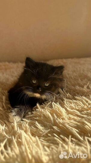 Котёнок ищет дом