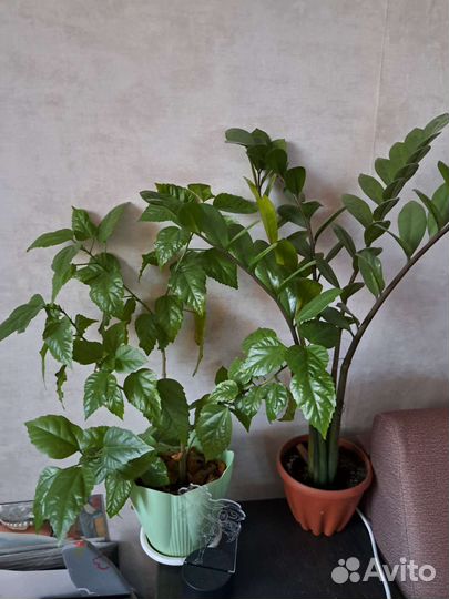 Замиокулькас, калла белая, гибискус махровый