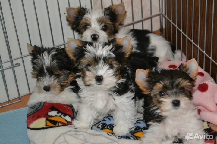 Бивер взрослая девочка