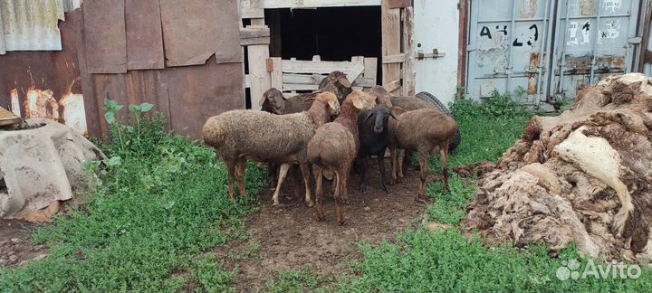 Овцы и бараны