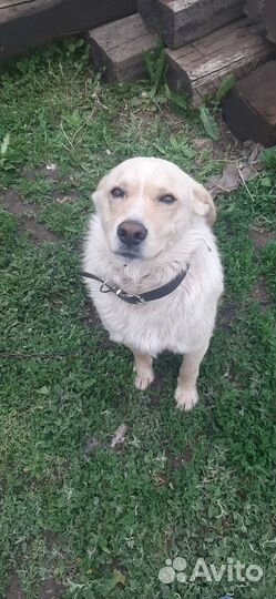 Двортерьер