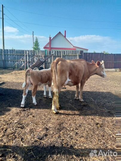 Корова телка