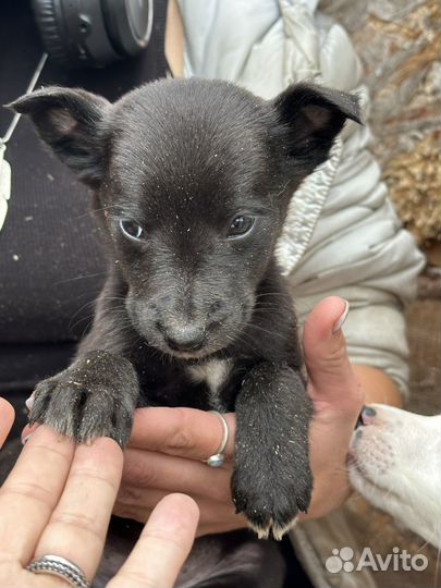 Нежная девочка ищет семью