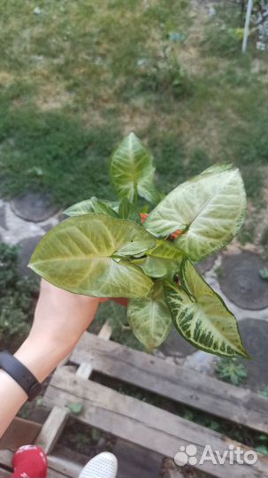 Комнатные растения