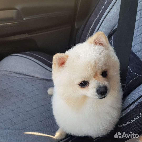 Ищем невесту