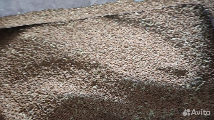 Зерно пшеница