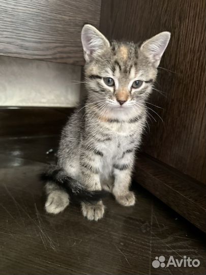 Котята бесплатно