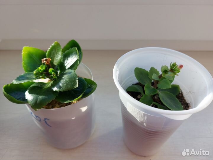 Домашние цветы - Каланхоэ Блоссфельда