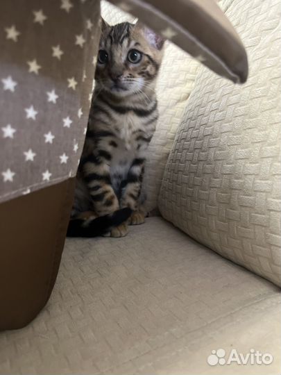 Бенгальская