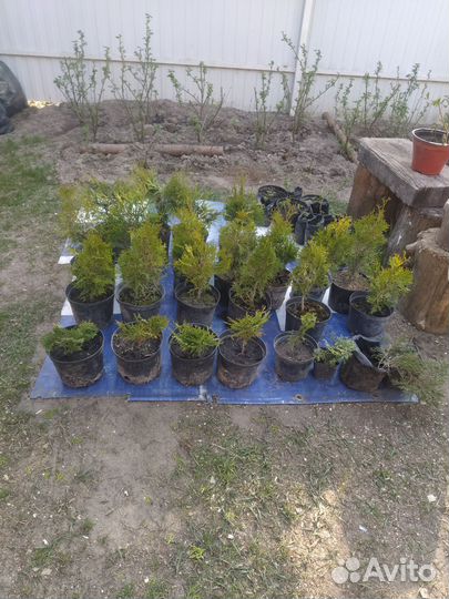 Туя Смарагд