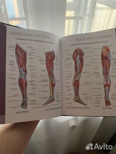 Атлас анатомии человека новый
