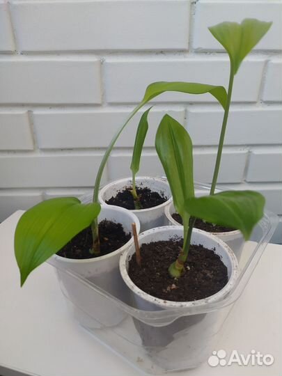 Эухарис амазонская лилия