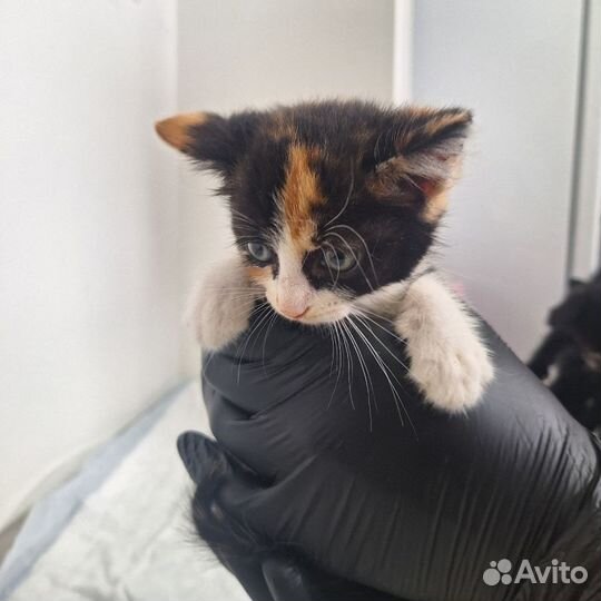 Котенок в добрые руки