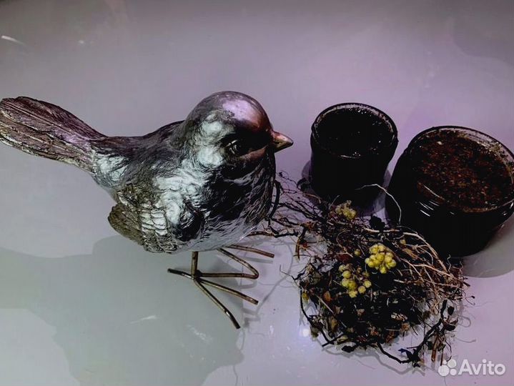 Подымающий мёд для мужчин