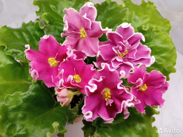 Сортовые фиалки