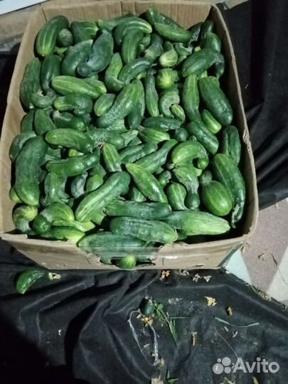 Феникс+ полевой засолочный