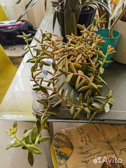 Цветы, здоровые, большие