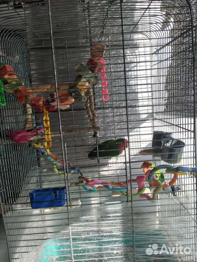 Попугаи неразлучники пара