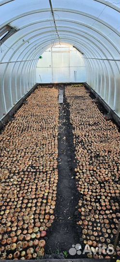 Лук выборка