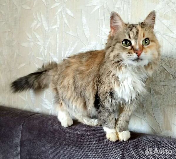 Маруся Бесприданница