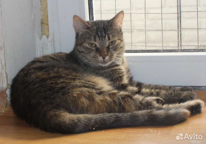 Ласточка кошечка