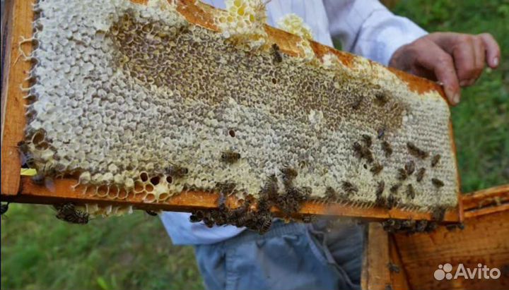 Мёд,горный,натуральный