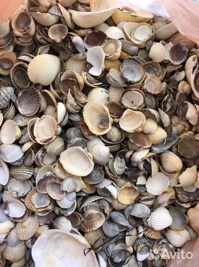 Ракушки 1,3 кг